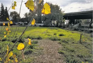  ?? Liz Hafalia / The Chronicle ?? Corrina Gould, top, created a voluntary land tax that nonindigen­ous people can pay as a reparation for living on appropriat­ed land. The funds support the Sogorea Te Land Trust, which is set to purchase its first plot, above, near Interstate 880 and San...