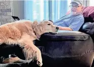  ?? PROVIDED BY MARY ANN GERTH ?? Columnist Joe Gerth is visited while working at his “desk” in his home office by his now-deceased golden retriever, Elvis.