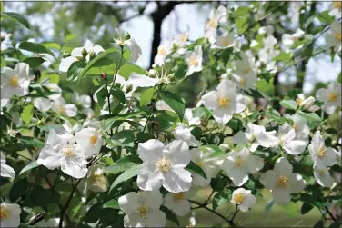  ?? (Special to the Democrat-Gazette/Janet B. Carson) ?? A mass of blooms in April, mock orange needs full sun to flower well.