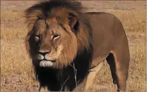  ??  ?? Cecil was brutally killed last week by an American dentist who paid an estimated $55,000 for the pleasure of shooting this endangered and majestic animal with a