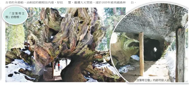  ??  ?? 「沒落帝王樹」的樹根。「沒落帝王樹」內部可容人站立。