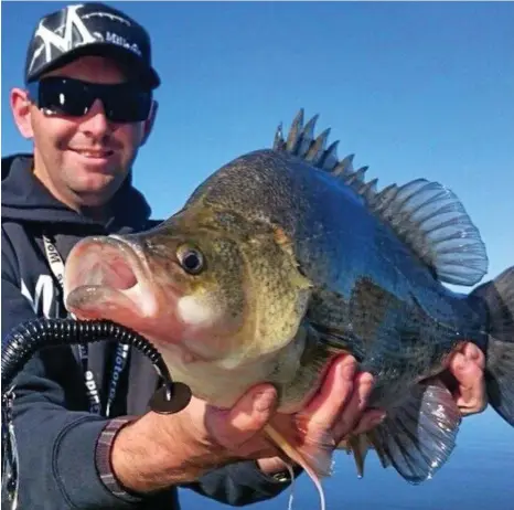  ?? PHOTO: CONTRIBUTE­D ?? MOUTH WATERING: Matt Anderson with a cracking Copeton Dam yellowbell­y as a bi-catch while fishing a Codman spinnerbai­t.