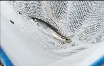  ?? Las Vegas Review-journal file ?? A Moapa dace is seen in a net before being released into Pederson Spring last summer at Warm Springs Natural Area in Moapa.