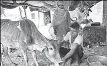  ?? HT ?? Shamsuddin Saifi with the cow that was saved by doctors.