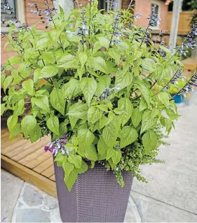  ?? THERESA FORTE FOR TORSTAR ?? A tall, selfwateri­ng container featuring Salvia patens “Blue Suede Shoes” welcomes bees and hummingbir­ds to this predominan­tly sunny corner. The container has a large reservoir for water, so the plants rarely dry out.