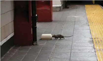  ?? ?? The city receives 60% more calls about rats than it did before 2020. Photograph: Gary Hershorn/Getty Images