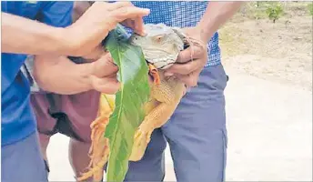  ?? Picture: SUPPLIED ?? Biosecurit­y Authority of Fiji officers with a Giant Invasive Iquana in Qamea.