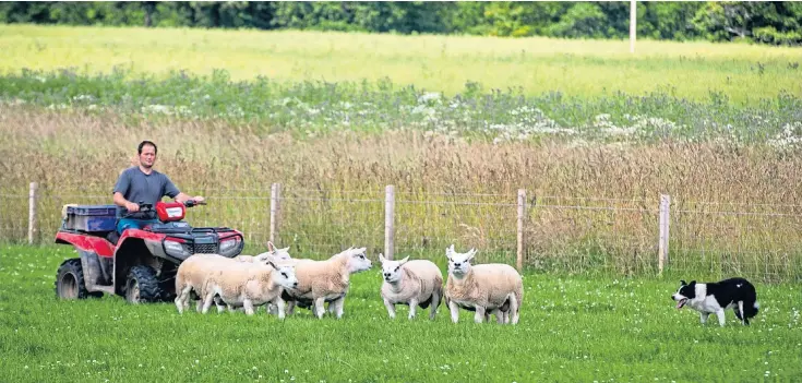  ??  ?? FLOCK: Top: Robert Cockburn herding up Texel sheep at Hill of Errol Farm and, left, some of his animals. Far left: The Mckerrow family, from left, James, David Sr and David Jr.