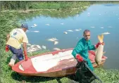  ?? PICTURES: STEFAN SMUTS ?? HARD AT WORK: Garth Largo and Damien Burger of the False Bay Nature Reserve clean-up crew were part of the team that began the removal yesterday of 15 tons of dead carp from Zeekoevlei.