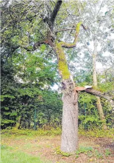  ?? FOTOS: SABINE FELKER ?? Auch scheinbar starke Äste können dem Gewicht der Äpfel nicht mehr standhalte­n.