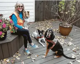  ?? Lawrence Jenkins / Contributo­r ?? Bonnie McCririe-Hale of Grapevine with her dogs Idabel, from right, a coonhound, Buck, a pointer pit bull mix, and Kaio, a Shetland sheepdog.