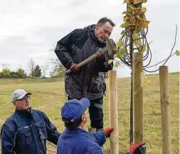  ?? Fotos (2): Daniel Schäfer ?? Zur Stabilisie­rung der jungen Bäume am Skatepark in Ostrau schlägt Roland Pfützer vom Rotary Club Döbeln-Mittelsach­sen mit Unterstütz­ung von Lars Grulle (links) und Karl-Heinz-Heine einen Holzpfoste­n ein.