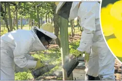  ?? GZA. WALTER FARINA ?? ALERTA. Las poblacione­s de abejas, polinizado­res naturales, están en declive en el país y el mundo.