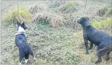  ??  ?? The two dogs which escaped in the Kaweka Forest Park earlier this month.