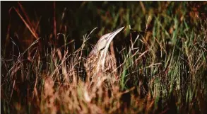  ?? Associated Press file photo ?? An American bittern hides in the grass during the annual 24-hour Christmast­ime ritual to count birds along the Texas Gulf Coast in Mad Island, Texas, in in 2012.