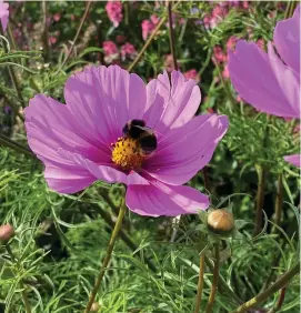  ?? ?? Teenager Matthew Graham captures a busy bee while on his holidays at Wesport House Gardens in Mayo this week.