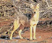  ?? Paul J. Fusco / Contribute­d photo ?? Mating season for Connecticu­t coyotes begins this month.