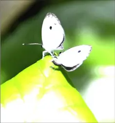  ??  ?? Tsushima uraboshi shijimi butterflie­s are seen at the Adachi Park of Living Things in Tokyo.