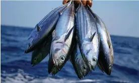  ?? ?? Tuna is one of the five species that make up 80% of Britain’s seafood intake but many types should be avoided. Photograph: Mauroof Khaleel/Getty Images