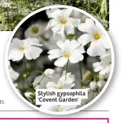  ??  ?? Stylish gypsophila 'Covent Garden'