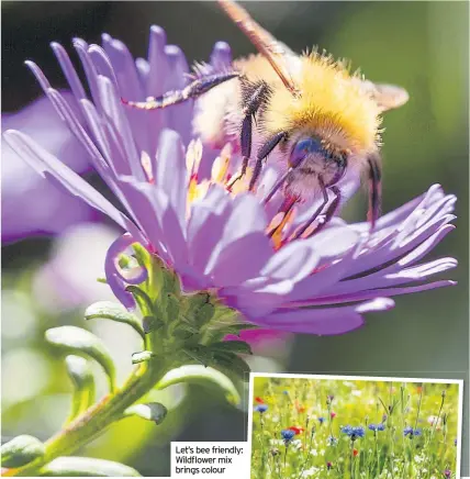  ??  ?? Let’s bee friendly: Wildflower mix brings colour