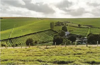  ??  ?? TOP Peter Hall, the grandfathe­r of South Downs wines, first planted Breaky Bottom vineyard in 1974 ABOVE A tiny jewel of six rolling acres, Breaky Bottom produces prize-winning sparkling wines