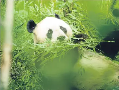  ??  ?? GIANT DISAPPOINT­MENT: This is the sixth year Tian Tian has failed to conceive at Edinburgh Zoo