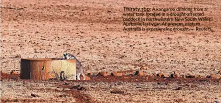  ?? — Reuters ?? Thirsty roo: A kangaroo drinking from a water tank located in a drought-affected paddock in northweste­rn New South Wales, Australia, last year. At present, eastern Australia is experienci­ng drought.