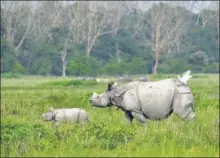 ?? AFP ?? An Indian one-horned rhinoceros and its baby in a sanctuary in Assam n