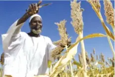  ??  ?? Sudan banned sorghum exports to ensure domestic availabili­ty