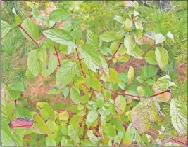  ?? [FRANKLIN SOIL AND WATER CONSERVATI­ON DISTRICT] ?? Red osier dogwood.