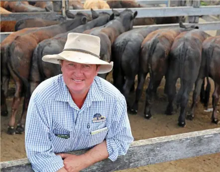  ?? PHOTO: CONTRIBUTE­D ?? BOUNCING BACK: Paul Hastings, Burnett Livestock and Realty, with a pen of limousin brangus cross steers on account of Arn Horwood, Gin Gin. The steers sold for 338.2c/kg or $990.17/head.
