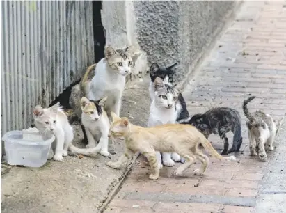  ?? Foto: David Revenga ?? Die große Population der Straßenkat­zen ist in vielen Gemeinden ein Problem.
