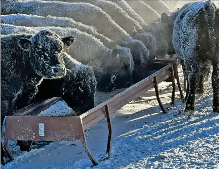  ?? ?? CATTLE JUST CHILLIN’: Mona Howe grabbed a photo after feeding her angus cattle on her operation near Irvine last weekend. It was a frigid stretch of days in southern Alberta and southwest Sask. as temperatur­es with windchill often fell past -40. Didn’t seem to bother these cattle on Howe’s Mo Angus ranch which happily downed the feed.