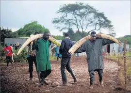  ?? Tony Karumba AFP/Getty Images ?? ELEPHANT TUSKS are collected in April in Nairobi for a massive destructio­n of confiscate­d ivory. A loophole for legal ivory sales had been encouragin­g poachers.