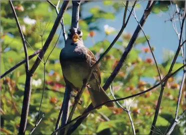  ?? PHOTOS COURTESY OF JN PHILLIPS ?? A male white-crowned sparrow sings to defend his territory and attract mates in San Francisco.