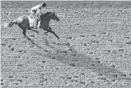  ?? AP ?? Mylute (exercising at Churchill Downs in Louisville, Ky., on May 1) finished fifth in the Kentucky Derby on May 4, and has committed to Saturday’s Preakness.