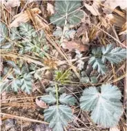  ?? ELLEN NIBALI/FOR THE BALTIMORE SUN ?? White avens is a good native understory plant.