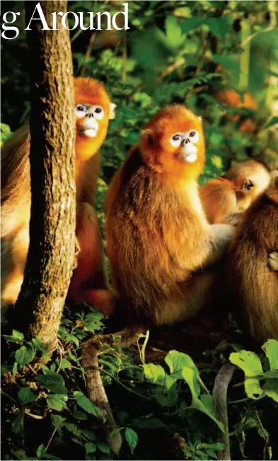  ??  ?? August in a deep valley in the Qinling Mountains: A Sichuan snub-nosed monkey jumps from a tree and swings from a branch.
At 8 a.m. one June, more than 60 monkeys take a break from traveling downhill in the Qinling Mountains. A male jumps back and...