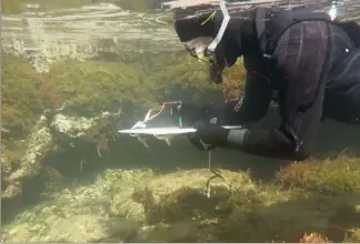  ?? (Photo Damien Kirchhofer-IOPR) ?? Aurélie Vion, plongeuse scientifiq­ue pour l’Institut océanograp­hique Paul-Ricard, ici réalisant un comptage de la faune au sein de la lagune du Brusc.