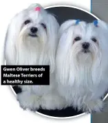  ??  ?? Gwen Oliver breeds Maltese Terriers of a healthy size.