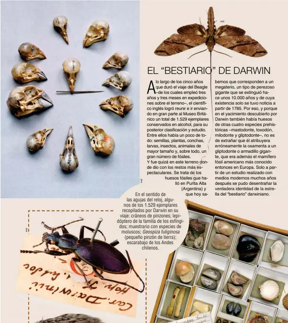  ??  ?? En el sentido de las agujas del reloj, algunos de los 1.529 ejemplares recopilado­s por Darwin en su viaje: cráneos de pinzones; lepidópter­o de la familia de los esfíngidos; muestrario con especies de moluscos; Geospiza fuliginosa (pequeño pinzón de tierra); escarabajo de los Andes chilenos. AGE