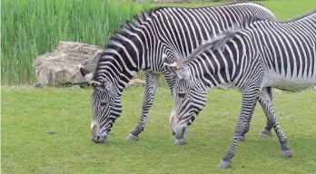  ?? FOTO: STAR-MEDIA/IMAGO ?? Zwei Zebras im Leipziger Zoo: Ein Tier aus dieser Herde wurde dort vor Kurzem getötet und vor Besuchern an Löwen verfüttert.
