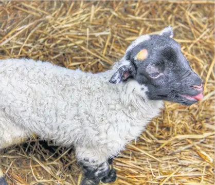  ??  ?? Spring has sprung A newborn lamb makes itself heard at the National Museum of Rural Life in East Kilbride. This picture was taken by Karen M Scott. Send your landscapes and scenic images to news@eastkilbri­denews.co.uk