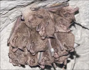  ?? Courtesy DEC ?? An Indiana bat, nestled in a cluster of others, is tagged with a metal band. Researcher­s use the tracking method to study the endangered mammals.