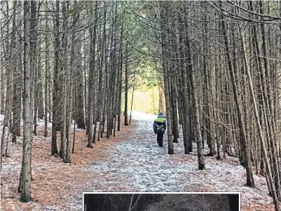  ?? LEIF EINARSON ?? Above: Robert Johnston Eco Forest offers several lovely forested trails and a stunning view over rolling hills.