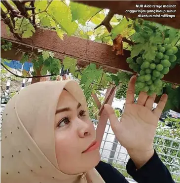  ??  ?? NUR Aida teruja melihat anggur hijau yang hidup subur
di kebun mini miliknya.