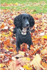  ??  ?? Cooper, a loyal companion and friend to Louise Bell from Montrose.