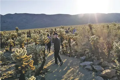  ?? WASHINGTON POST FILE PHOTO ?? Large groups continued to pour into Joshua Tree National Park in California during the federal government’s partial shutdown. The park reported it could take 300 years to recover from the damage. Sites in New Mexico were more fortunate.