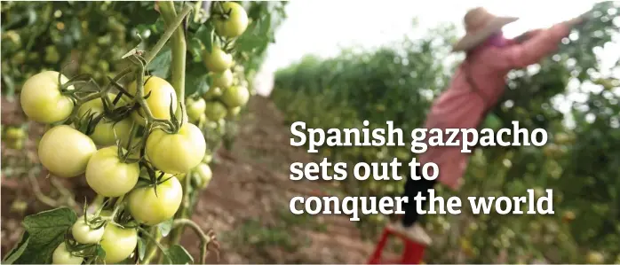  ?? — AFP photos ?? An employee removes dying leaves at the tomato greenhouse­s of the gazpacho-making AMC Innova factory in Mazarron near Murcia.